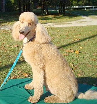 Your source for standard poodle puppies in Augusta, GA