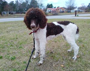 We raise terrific standard poodle puppies in Augusta, GA