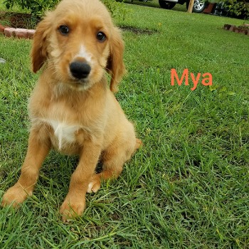 Mya