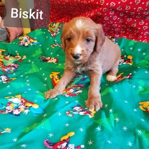 Biskit