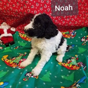 Noah