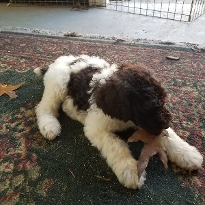 Nickels Standard Poodle