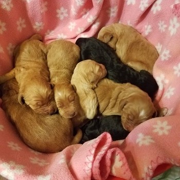 Goldendoodle Puppies