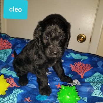 Cleo