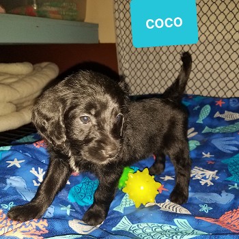 Coco