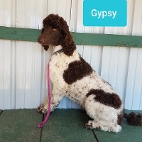 Gypsy