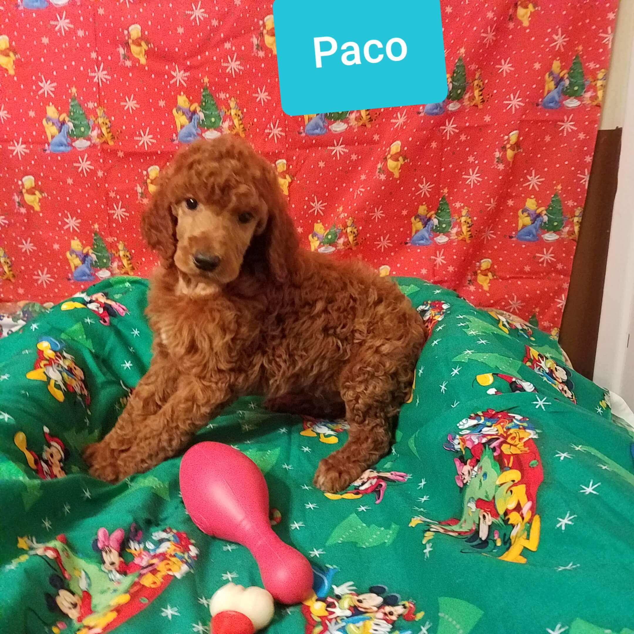 Paco