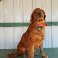 Ruby Golden Retriever