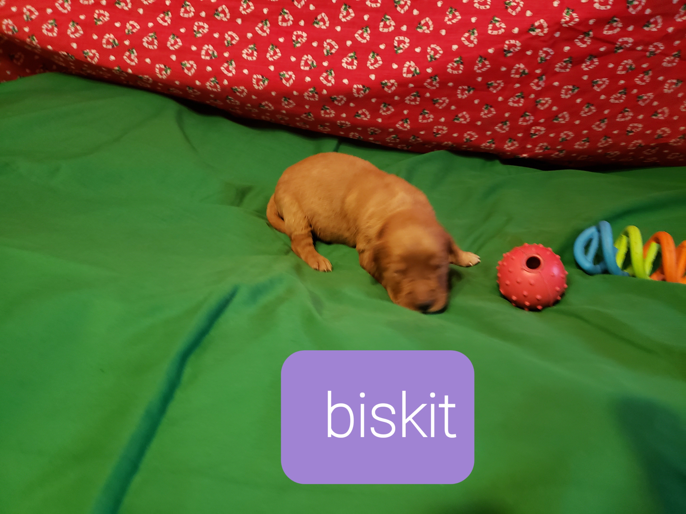 BISKIT  Golden Retriever red female