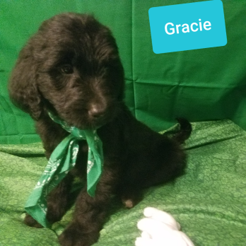 Gracie