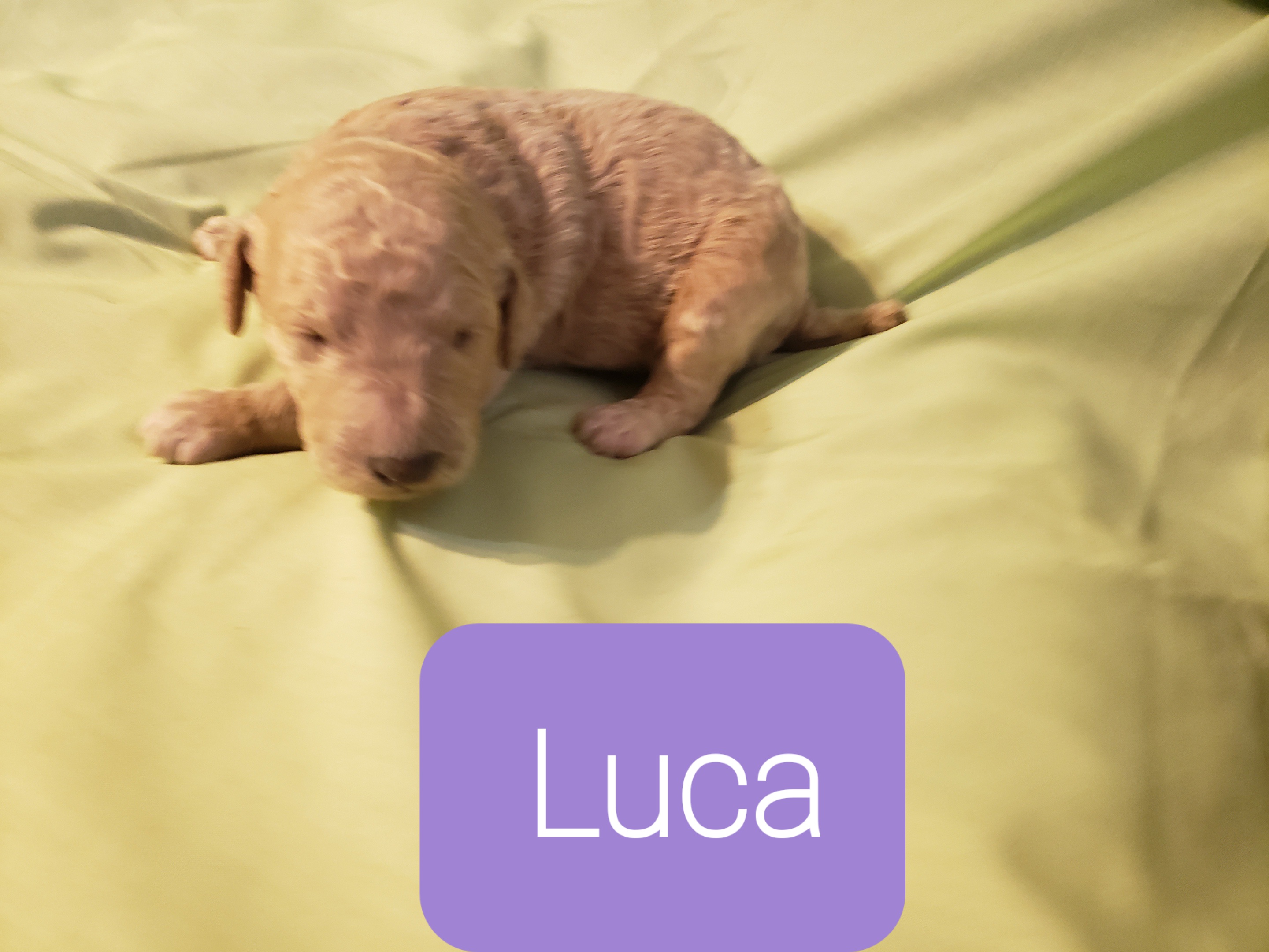 Luca