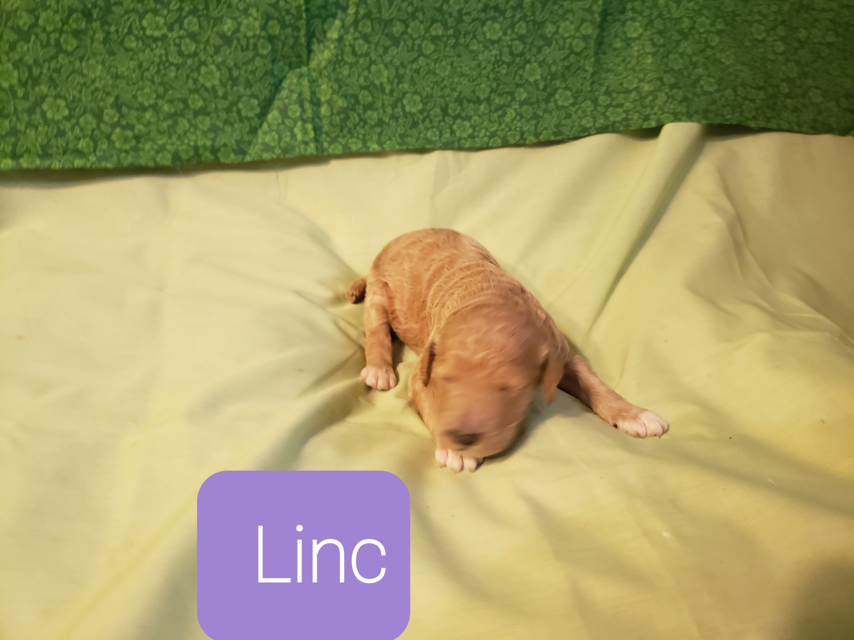 Linc