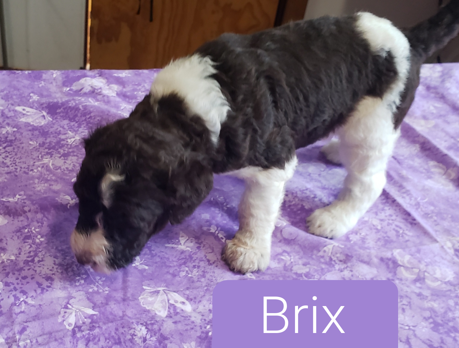 Brix